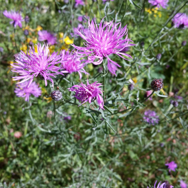 Invasive Weeds