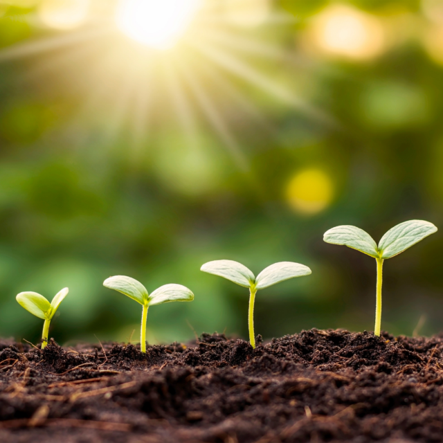 Mulch aids soil quality