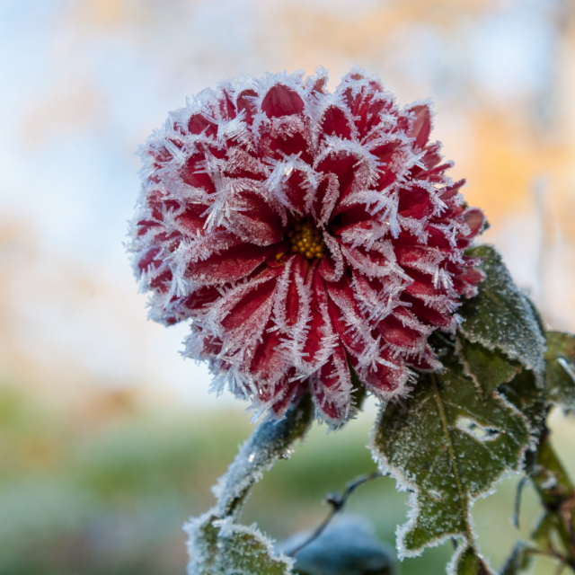 Plant with Frost on It